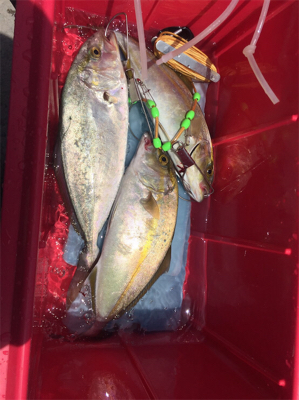 35センチのカンパチ三匹!やっぱり釣りは楽しいなー!