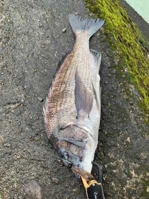 濁りあるがあたりなし