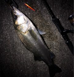 大阪シーバスパトロール