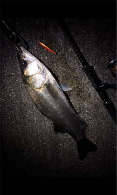 大阪シーバスパトロール