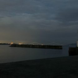 ケンサキイカ②