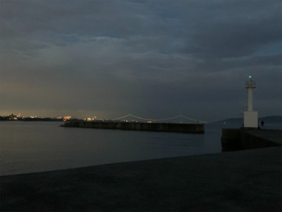 ケンサキイカ②