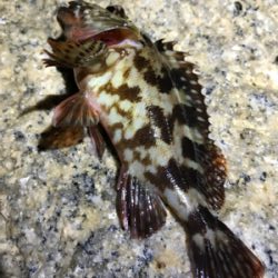 時合に間に合わず…