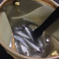 成長を感じられるアジたち