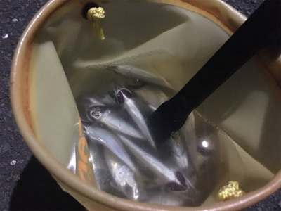 成長を感じられるアジたち