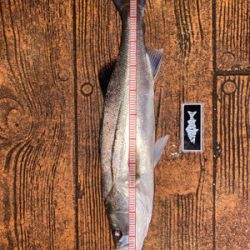 ナイトシーバスでまさかの(笑)