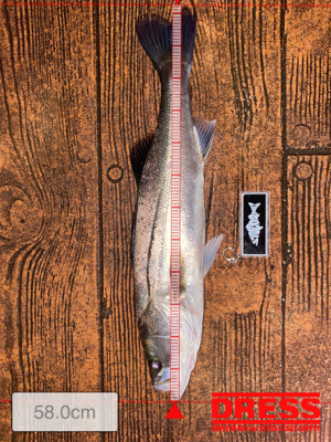 ナイトシーバスでまさかの(笑)