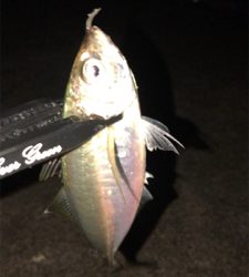 アジングナイト☽