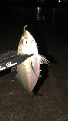 アジングナイト☽