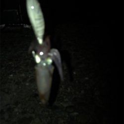 ケンサキイカ調査(^.^)