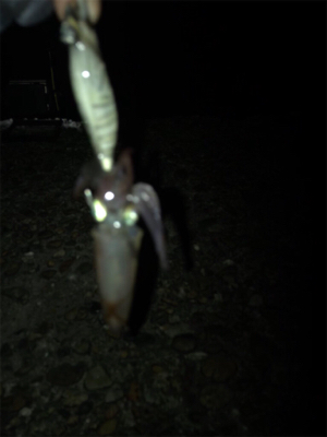 ケンサキイカ調査(^.^)