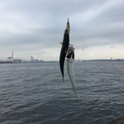 今朝も小鯖は場所次第で爆釣w