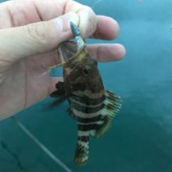 久しぶりの島根ライトゲーム