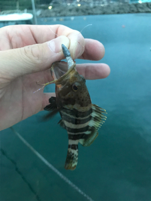 久しぶりの島根ライトゲーム