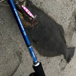 久慈川河口で小座布団GET