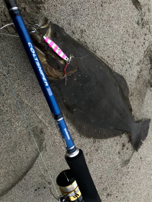 久慈川河口で小座布団GET