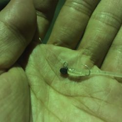 ダイソーのワームが良い