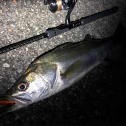 大阪シーバスパトロール