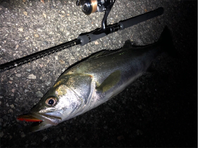 大阪シーバスパトロール