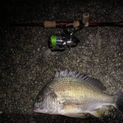 チニング 横ではハクボイル