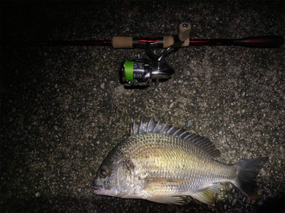 チニング 横ではハクボイル