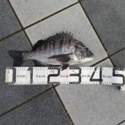 7/5釣果○尺アジ釣れだしました！チヌツバスグレガシラボラ