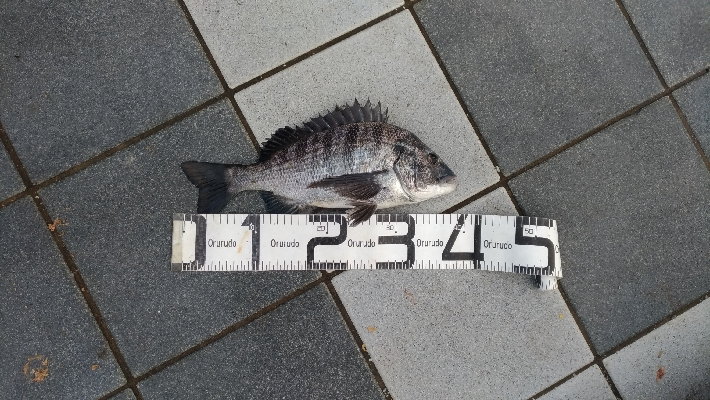 7/5釣果○尺アジ釣れだしました！チヌツバスグレガシラボラ