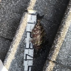 7/19釣果尺アジチヌバリグレツバス