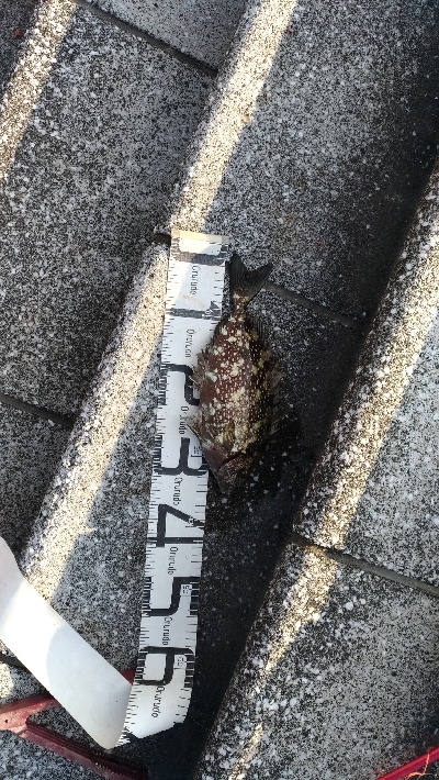 7/19釣果尺アジチヌバリグレツバス