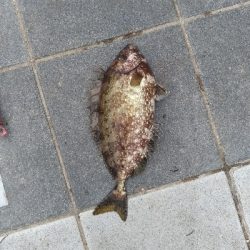 7/24釣果チヌバリムツツバス小サバ