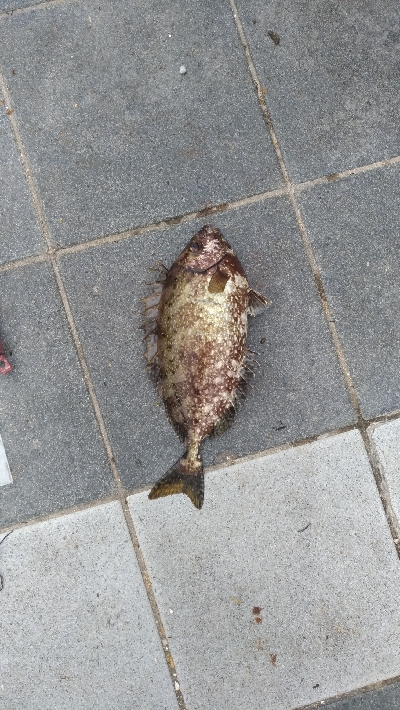 7/24釣果チヌバリムツツバス小サバ