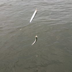 アジ サバ カタクチイワシ