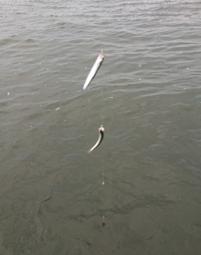 アジ サバ カタクチイワシ