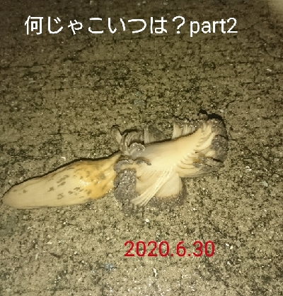暴風＆雨は晴れ男なんでマシでしたが…