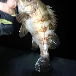 追い風ポイント。