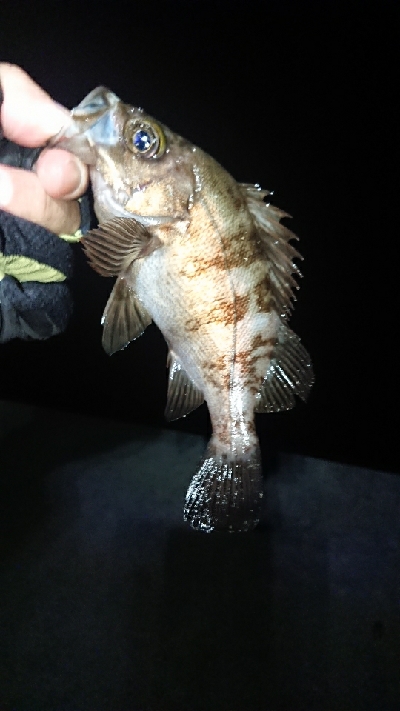 追い風ポイント。