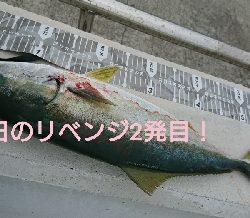 前日のリベンジや!ハマチ4本捕ったぞ!