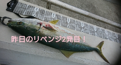 前日のリベンジや!ハマチ4本捕ったぞ!
