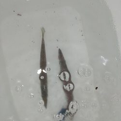 アジじゃなくてカマス!