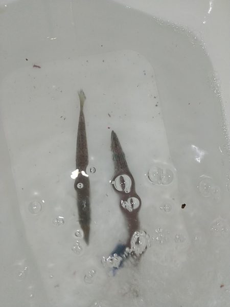 アジじゃなくてカマス!