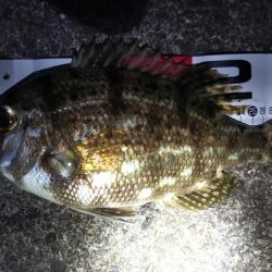 活性が高くなっています