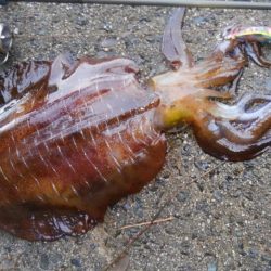 またまた、最後に・・・・?