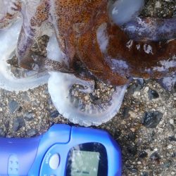 ふらっとよって?