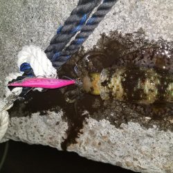 小さいけどなんとか釣れた一杯