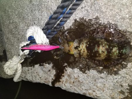 小さいけどなんとか釣れた一杯