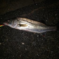 シーバスナイトゲーム