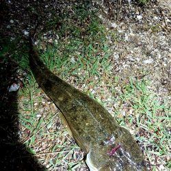 シーバス狙いで