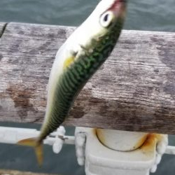 コスモでサクサクサバをジグサビキで