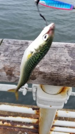 コスモでサクサクサバをジグサビキで