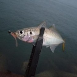 狙いはアジです!